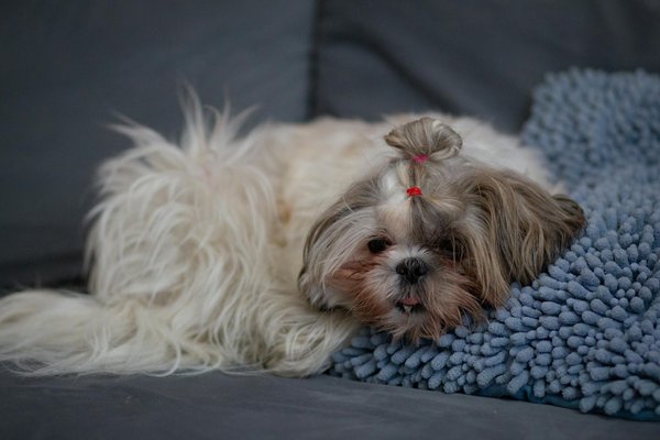 Guide complet pour acheter des meilleures croquettes pour chat