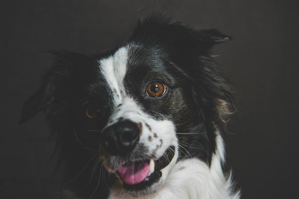 Les recettes de daniel : l'alimentation parfaite pour vos pets