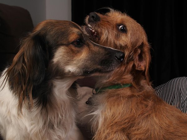 Toutou blog : guide pratique pour les amoureux des chiens
