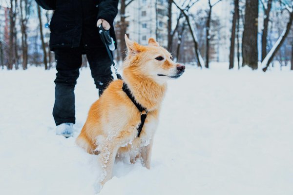 Éduquer mon chien : astuces pour un compagnon équilibré
