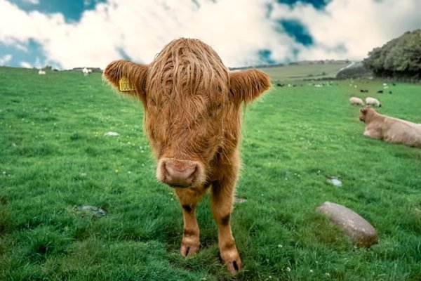 Quels exercices de stimulation mentale sont recommandés pour un chien de race Bull Terrier miniature?