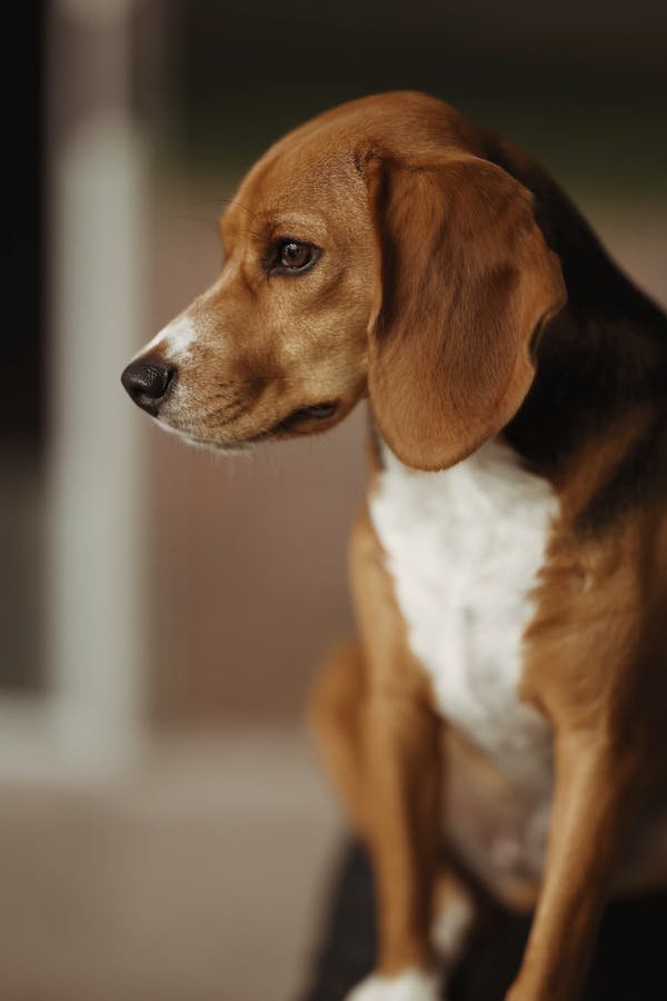 Le beagle : un compagnon actif et affectueux à adopter